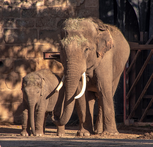 Bull elephant and baby elephant