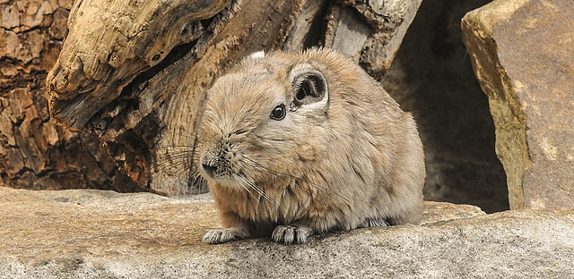 20200301 6553CPw [D~MS] Gundi (Ctenodactxlus gundi), Zoo,  Münster