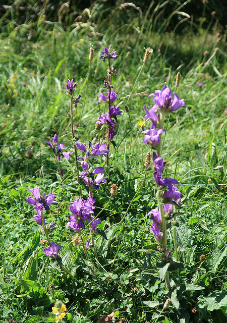 Campanula