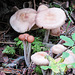 Mushrooms, Pringle Mt forest walk