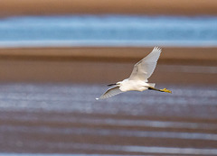 Little egret