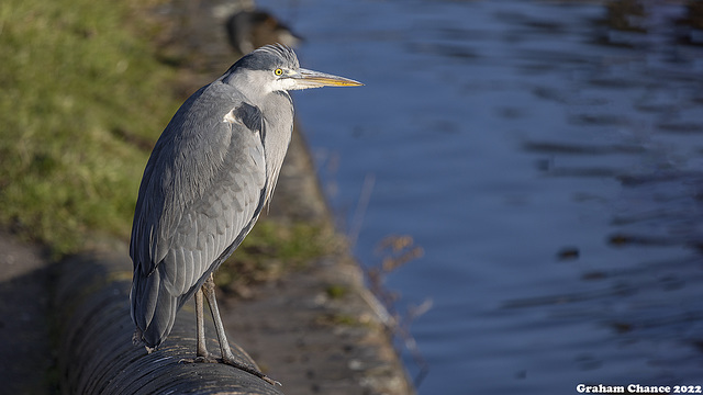 Heron