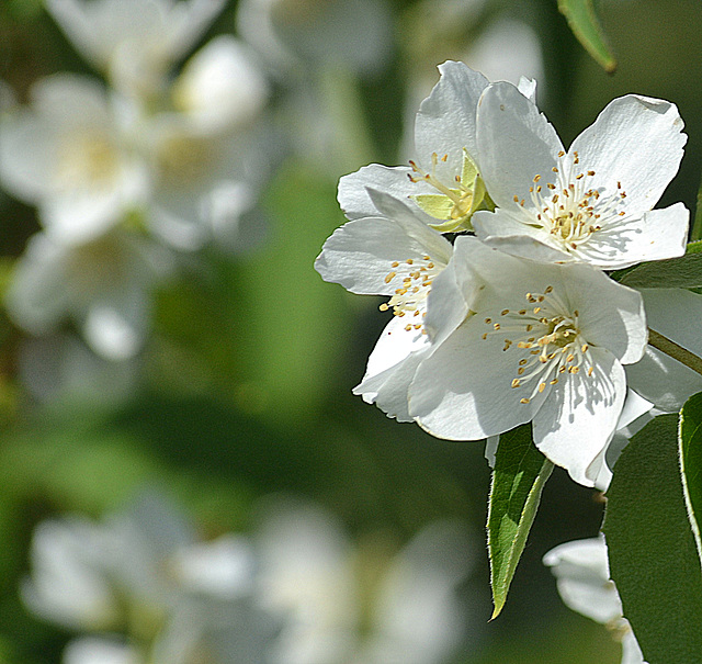 Jasminum Lovely smell