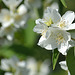 Jasminum Lovely smell