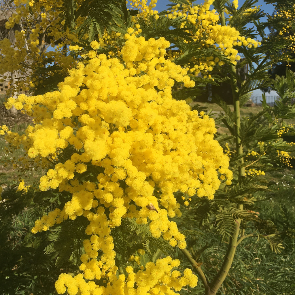 Mimose per noi.