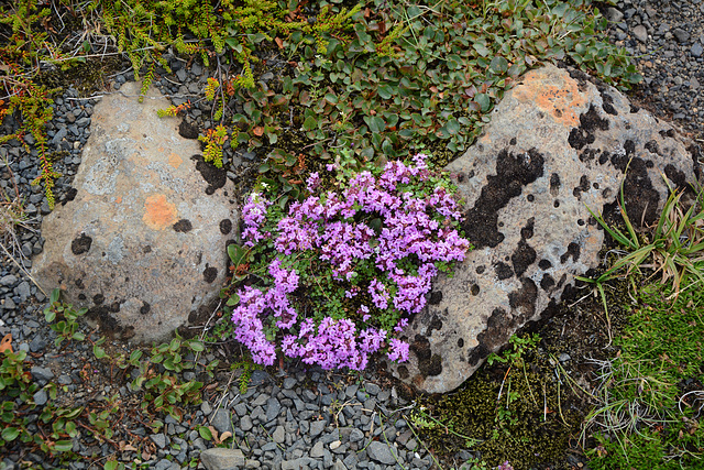 Iceland, Modest Northern Flowers between Stones