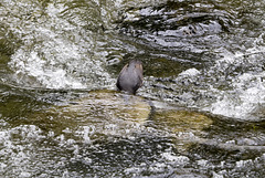 American Dipper 2 Dipping