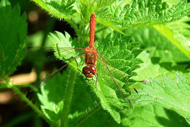 Ruddy Darter m (Sympetrum sanguinem)