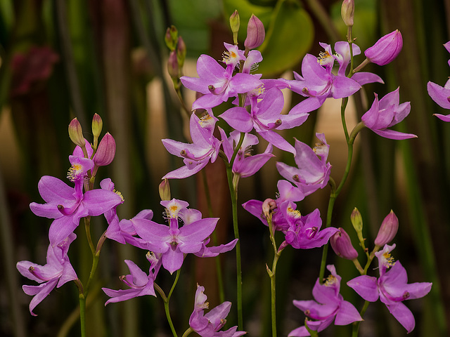 Calopogon tuberosus (Common Grass-pink orchid)