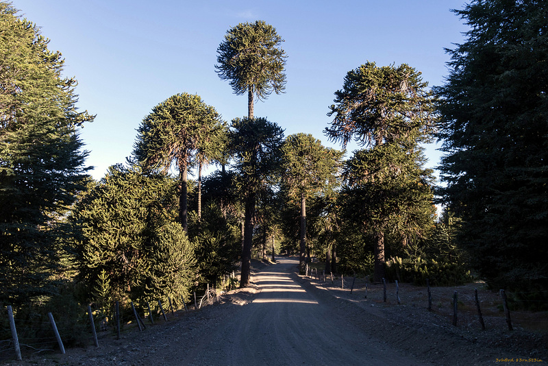 HFF - Araukarienwald am Lonquimay