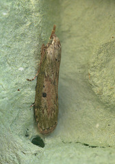 Moth IMG_4977