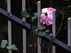 X you a winter Rose - HFF !