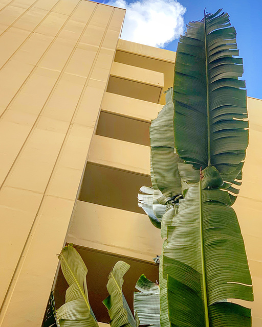 detail - downtown Waikiki