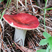 The Sickener / Russula emetica?, Pringle Mt forest walk