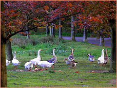 Guards of the park