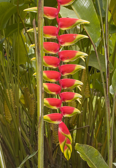 IMG 0915 Heliconia