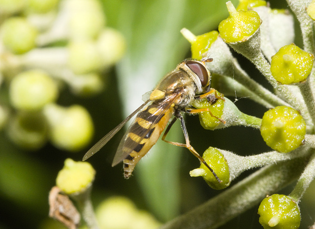 IMG 8378 Hoverfly