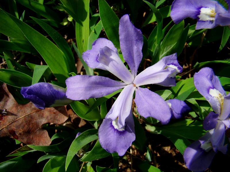 Dwarf Crested Iris