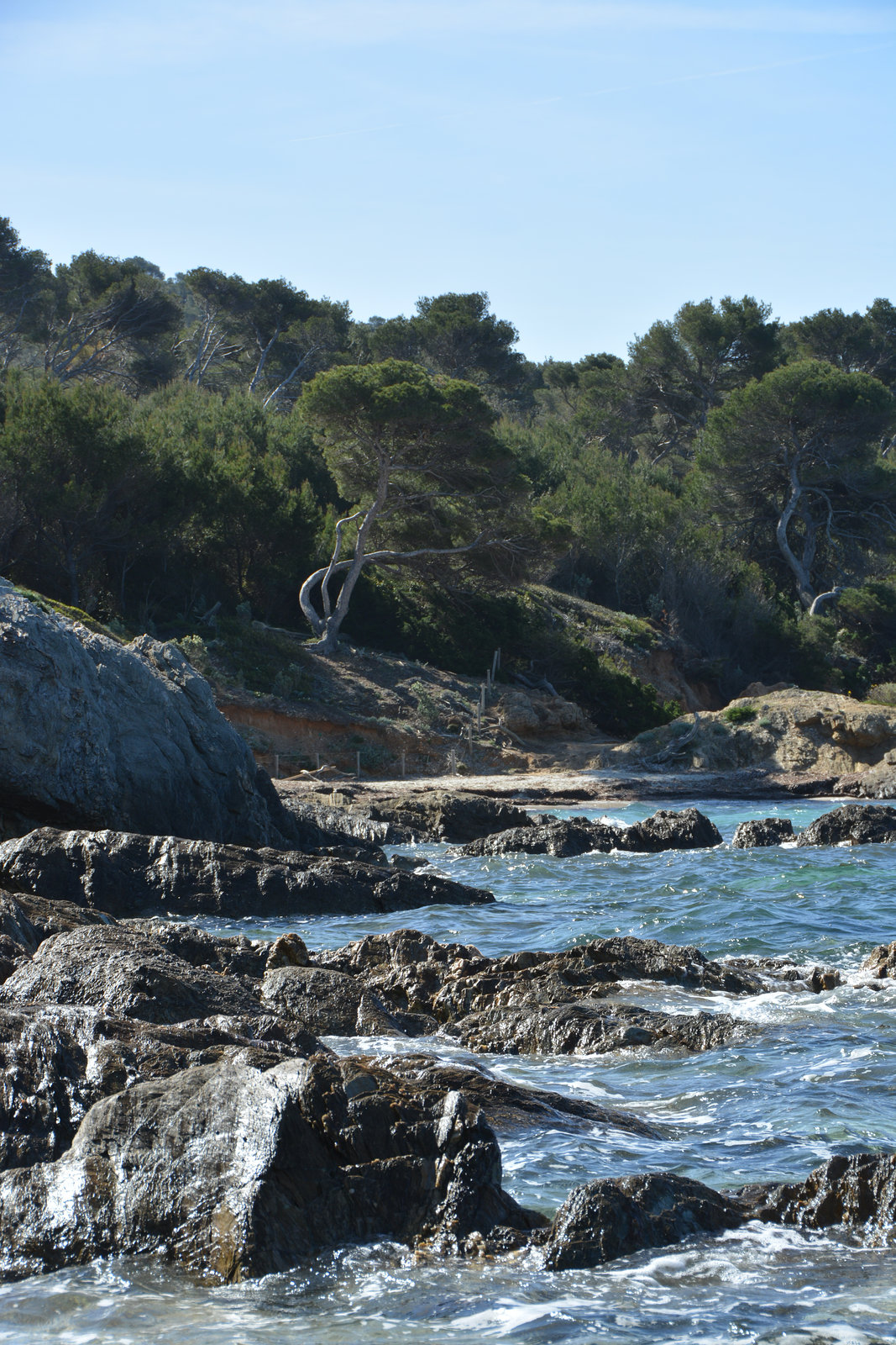 rocher, bord de l'eau, pin, Porquerolle