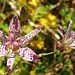 006 Die bizarren Blüten der Krötenlilie (Tricyrtis hirta)