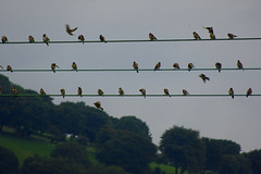 Goldfinch Flock, St Dial's Road, Cwmbran 14 August 2017