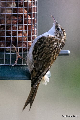 Treecreeper