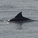 DSC05193a - boto-da-tainha Tursiops truncatus gephyreus, Cetaceae