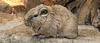 20200301 6554CPw [D~MS] Gundi (Ctenodactxlus gundi), Zoo,  Münster