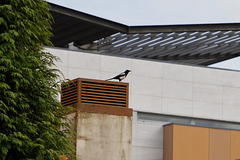 Pega-rabuda / Eurasian magpie