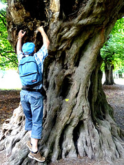 Hainbuche im Tiergarten Hannover