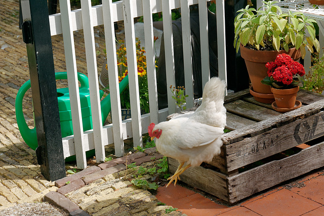 Poule sauteuse