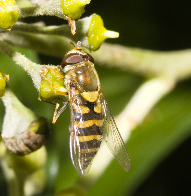 IMG 8396 Hoverfly