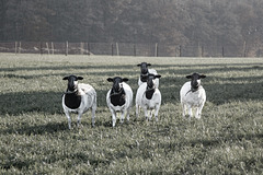 Et ass Kiermes am Duerf ...