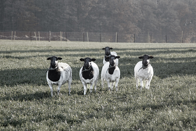 Et ass Kiermes am Duerf ...