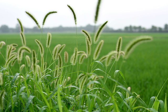 Foxtails in a drizzle