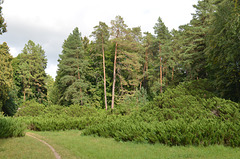 Тростянецкий дендропарк, Можжевеловая поляна / Trostyanets Arboretum, Juniper Glade