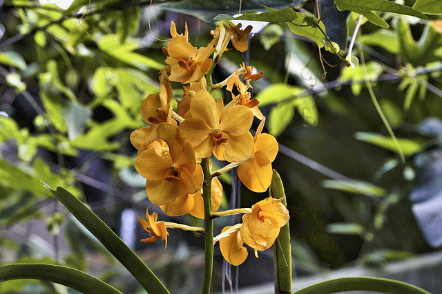 Orange Orchids – Orchid House, Princess of Wales Conservatory, Kew Gardens, Richmond upon Thames, London, England