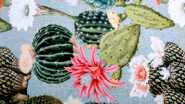 Fleurs de cactus