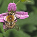 Bumblebee IMG_5192
