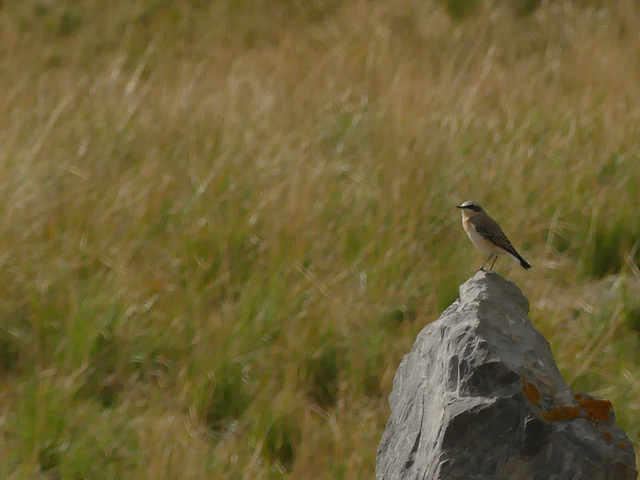 20180827 -0901 Randos Névache (Vallée de la Clarée 05) (459) al