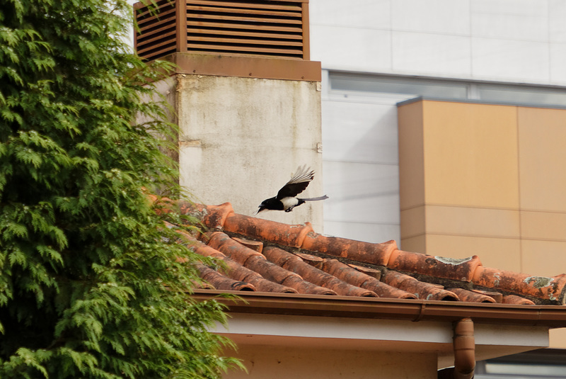 Pega-rabuda / Eurasian magpie