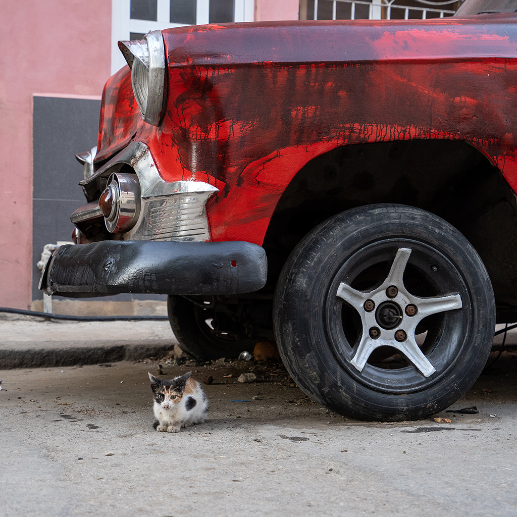 Havana cat