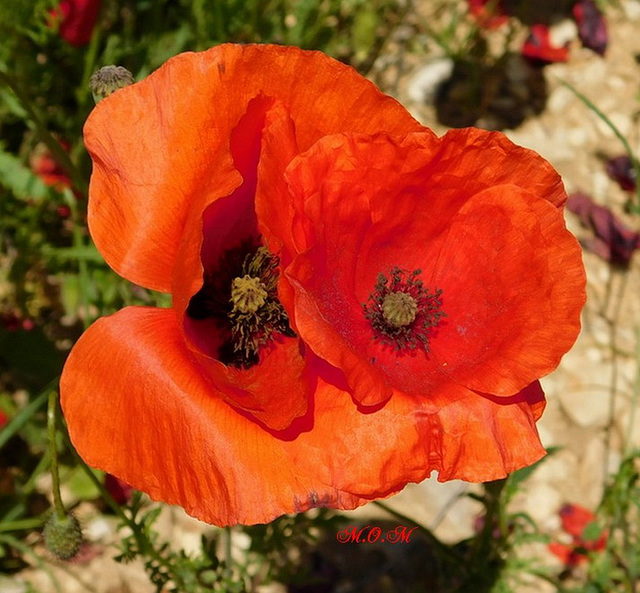 Coquelicots Mesdames*******************