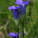 Fringed Gentians