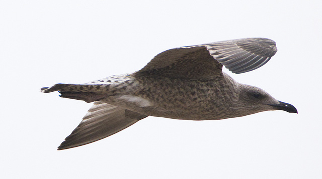 IMG 3333 Gull