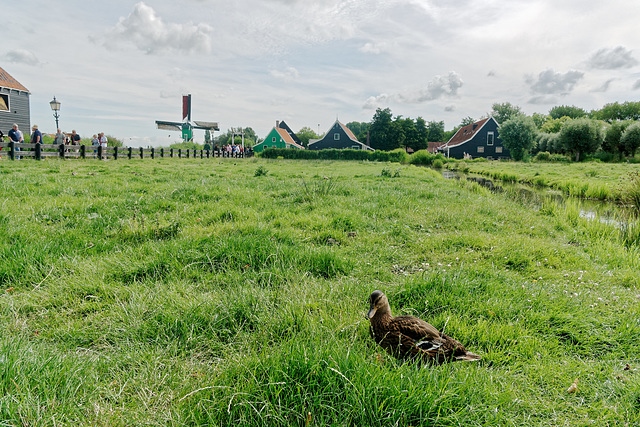 Au royaume des canards