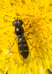 IMG 8415 Hoverfly-2-1