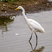 Great white egret