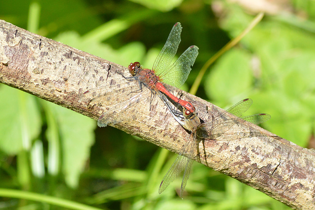 Ruddy Darter m+f (Sympetrum sanguinem) 07-09-2012 14-17-32