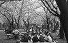 Groups of people under cherry blossoms